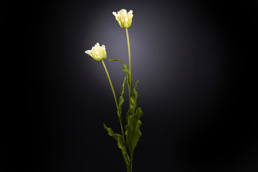 Floral compositions TULIP PAPPAGALLO 3D Models 