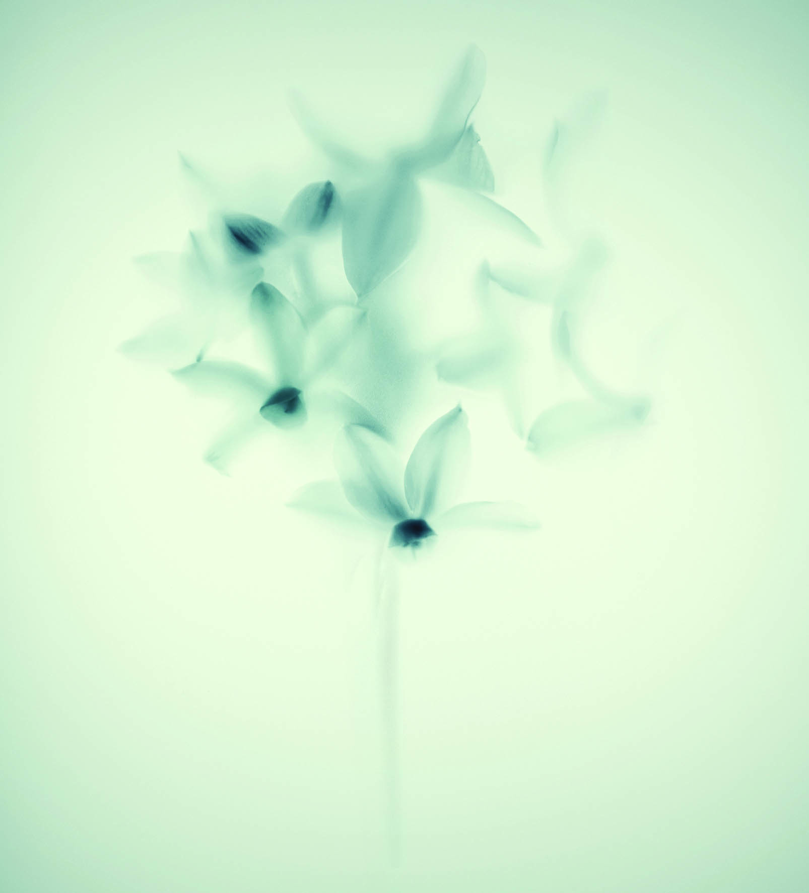 texture 00961-Narcissus White 01