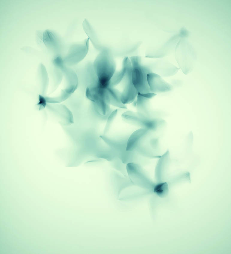 texture 00962-Narcissus White 02