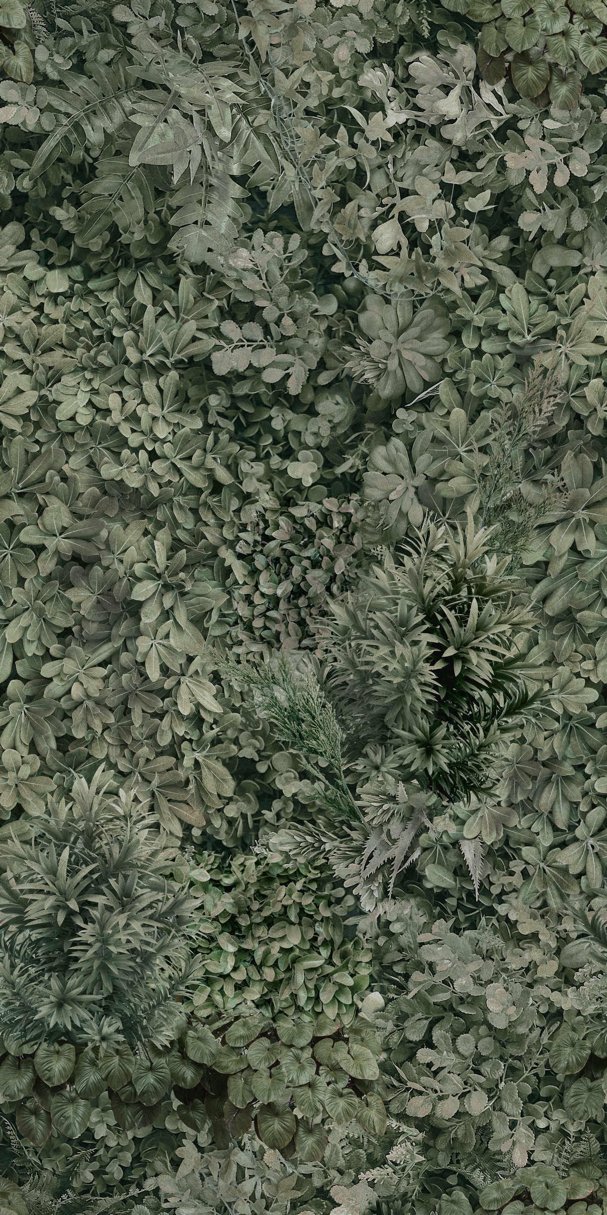 Ston Pandan Green Wall Salvia L jpg texture per 3d studio max