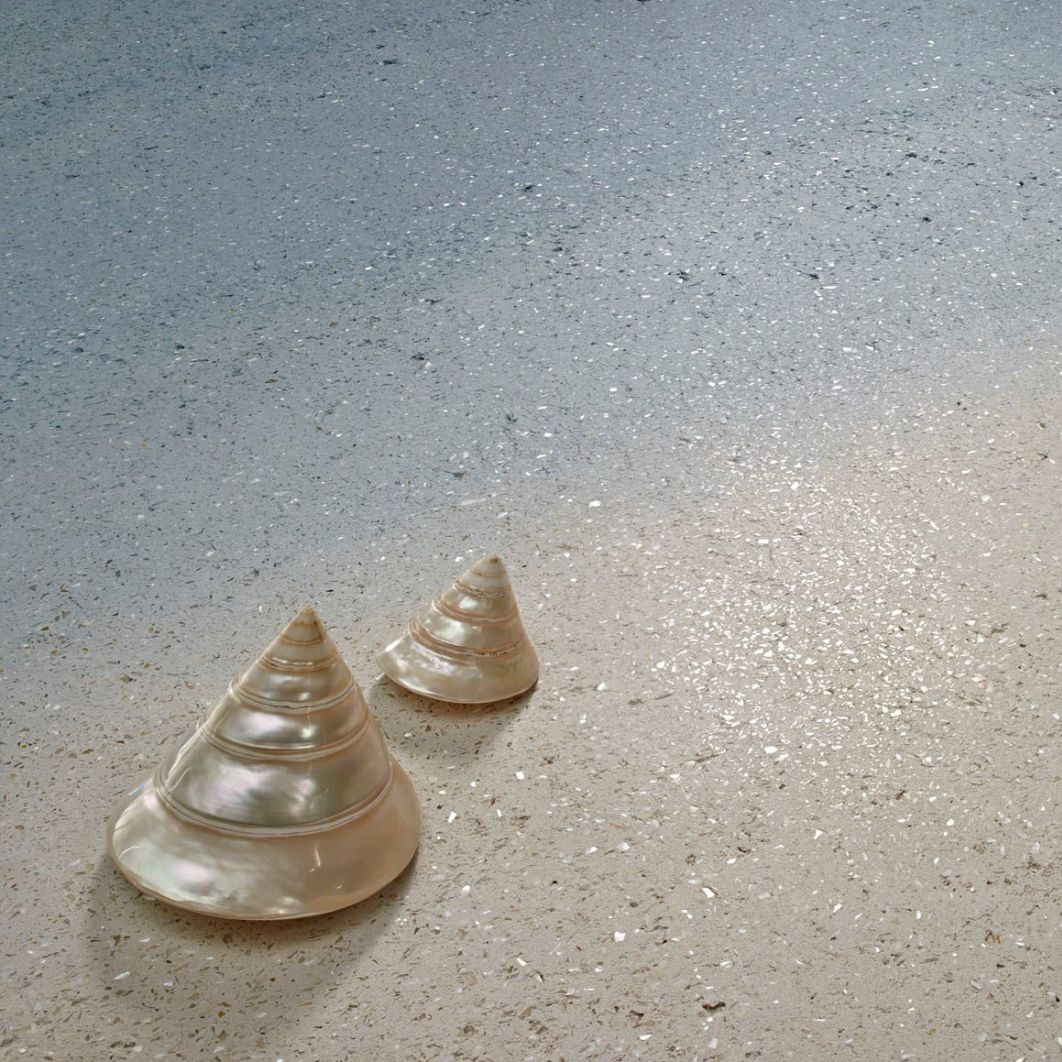 Download jpg img Materia Viva Conchiglia