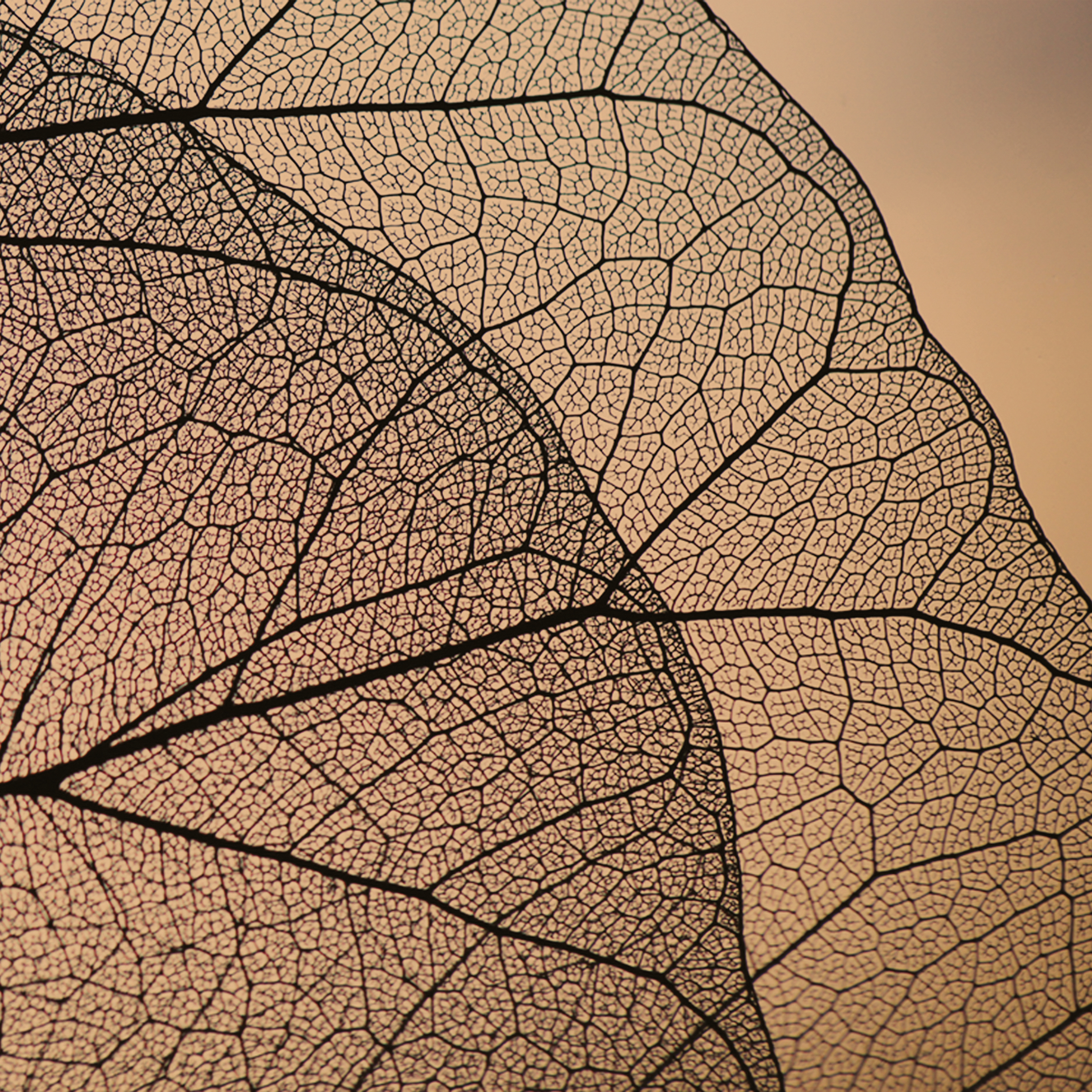 Download 3D Texture Naturae FS21FONA04 Foliae