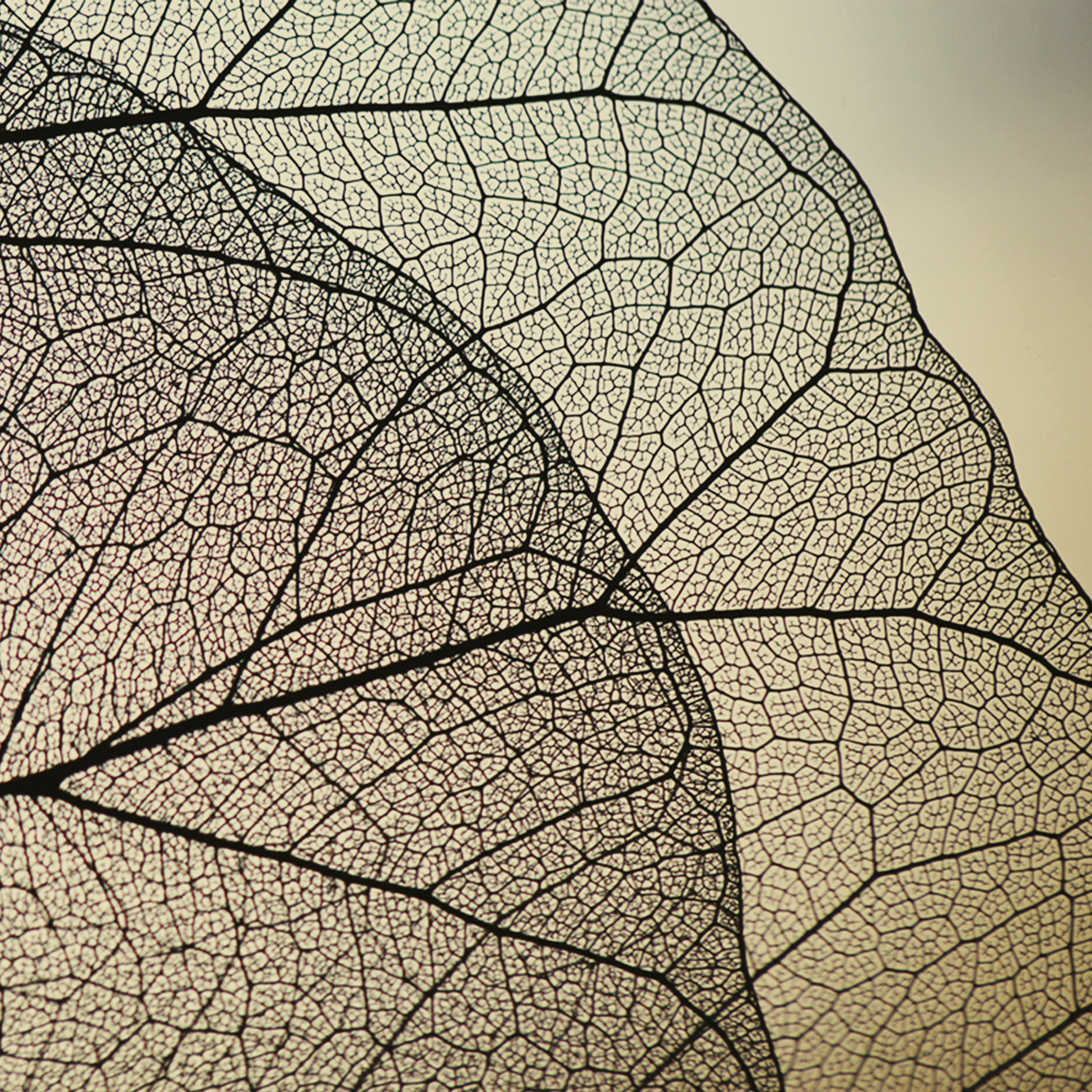 Download 3D Tetxure Naturae FS21FONA07 Foliae