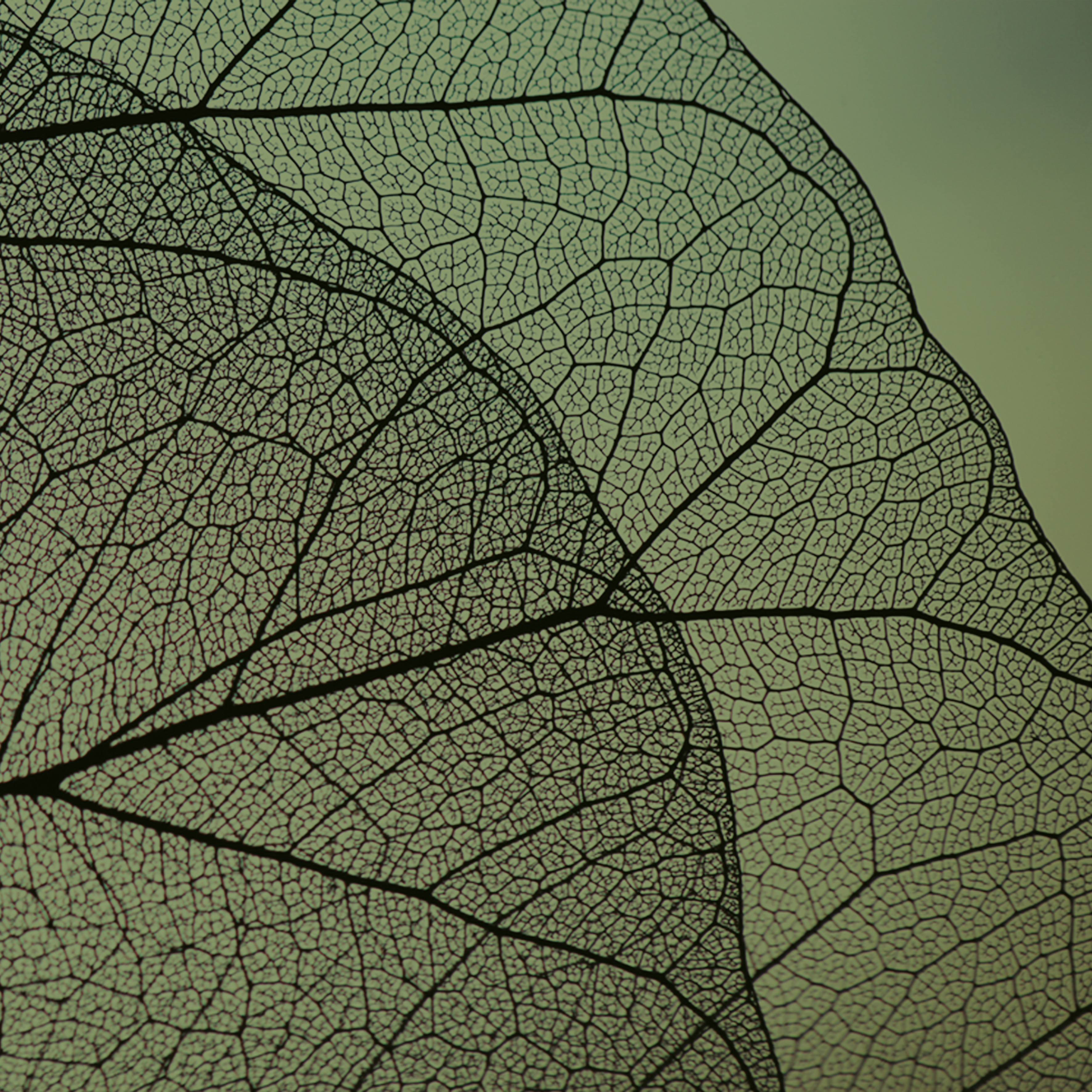 Download 3D Texture Naturae Foliae FS21FONA08
