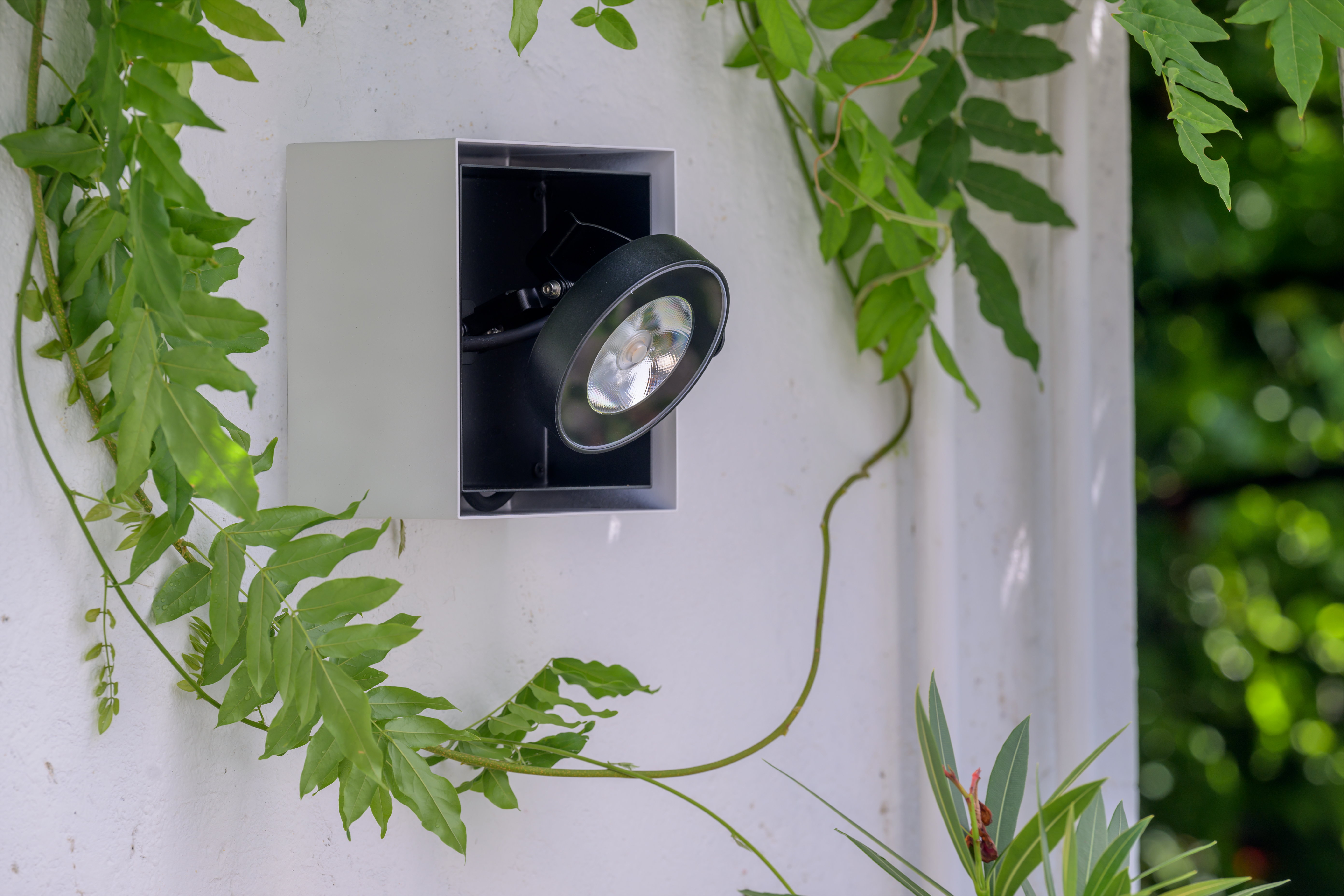 Download jpg img frog wall box single 04