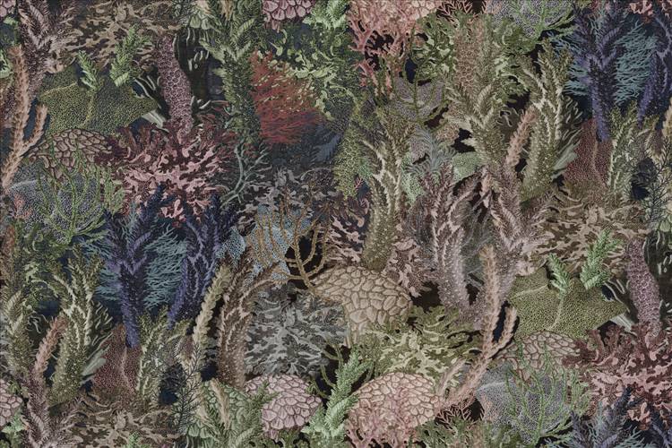 Download 3D Textures Coral