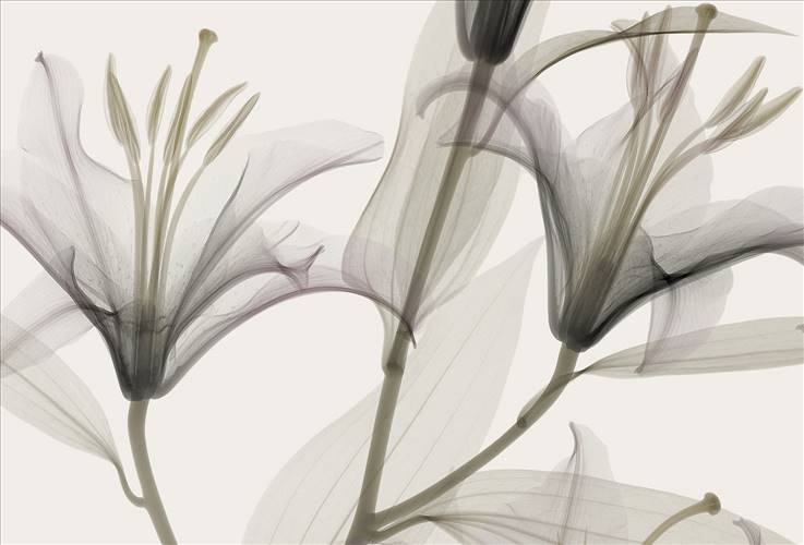 Download 3D Textures Dandy
