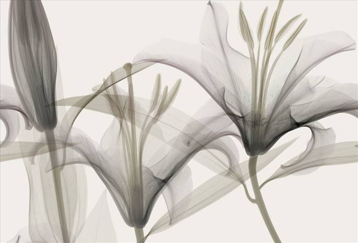 Download 3D Textures Dandy