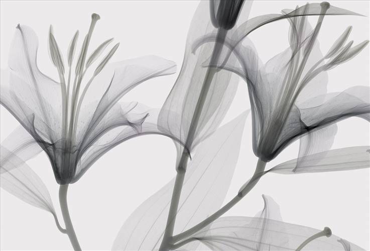 Download 3D Textures Dandy