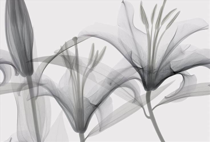 Download 3D Textures Dandy