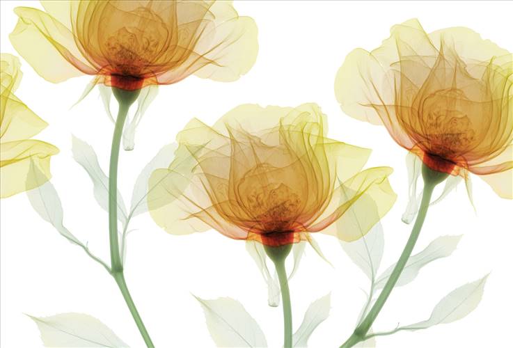Download 3D Textures Inner Sense