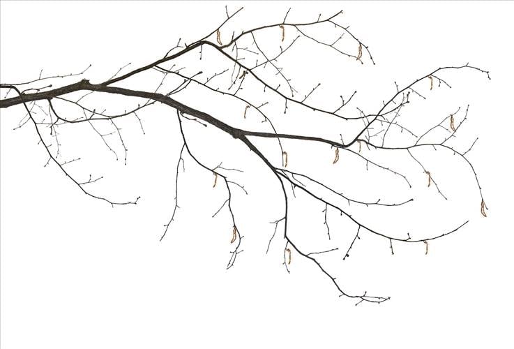 Download 3D Textures Sakura