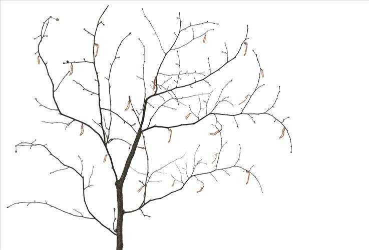 Download 3D Textures Sakura