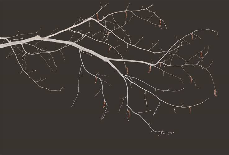 Download 3D Textures Sakura