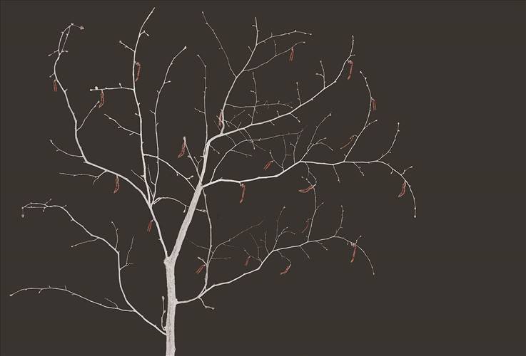 Download 3D Textures Sakura