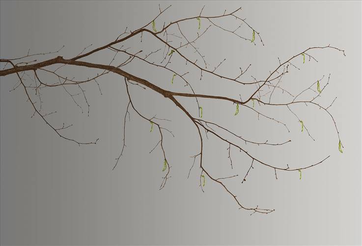 Download 3D Textures Sakura