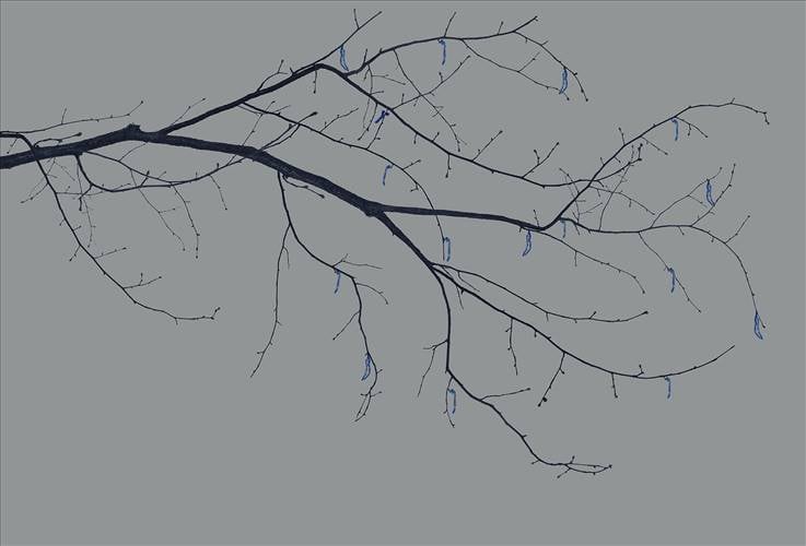 Download 3D Textures Sakura