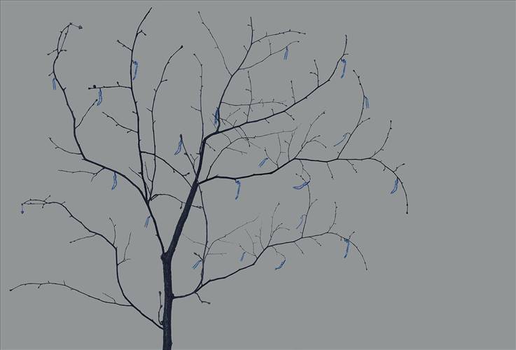 Download 3D Textures Sakura