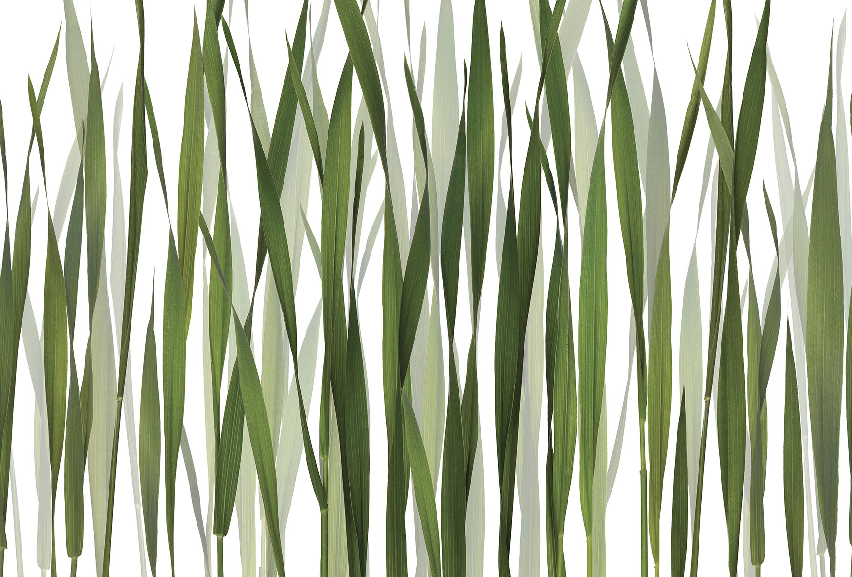 3d Textures for 3ds Max and other software - Glamora-Greenfields-GL2011A