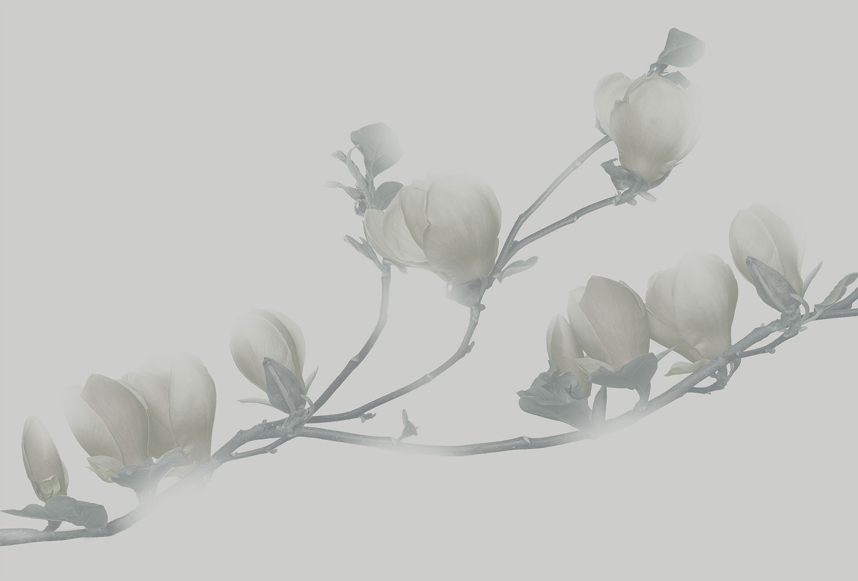 3d Textures for 3ds Max and other software - Glamora-Soulange-GL4041A