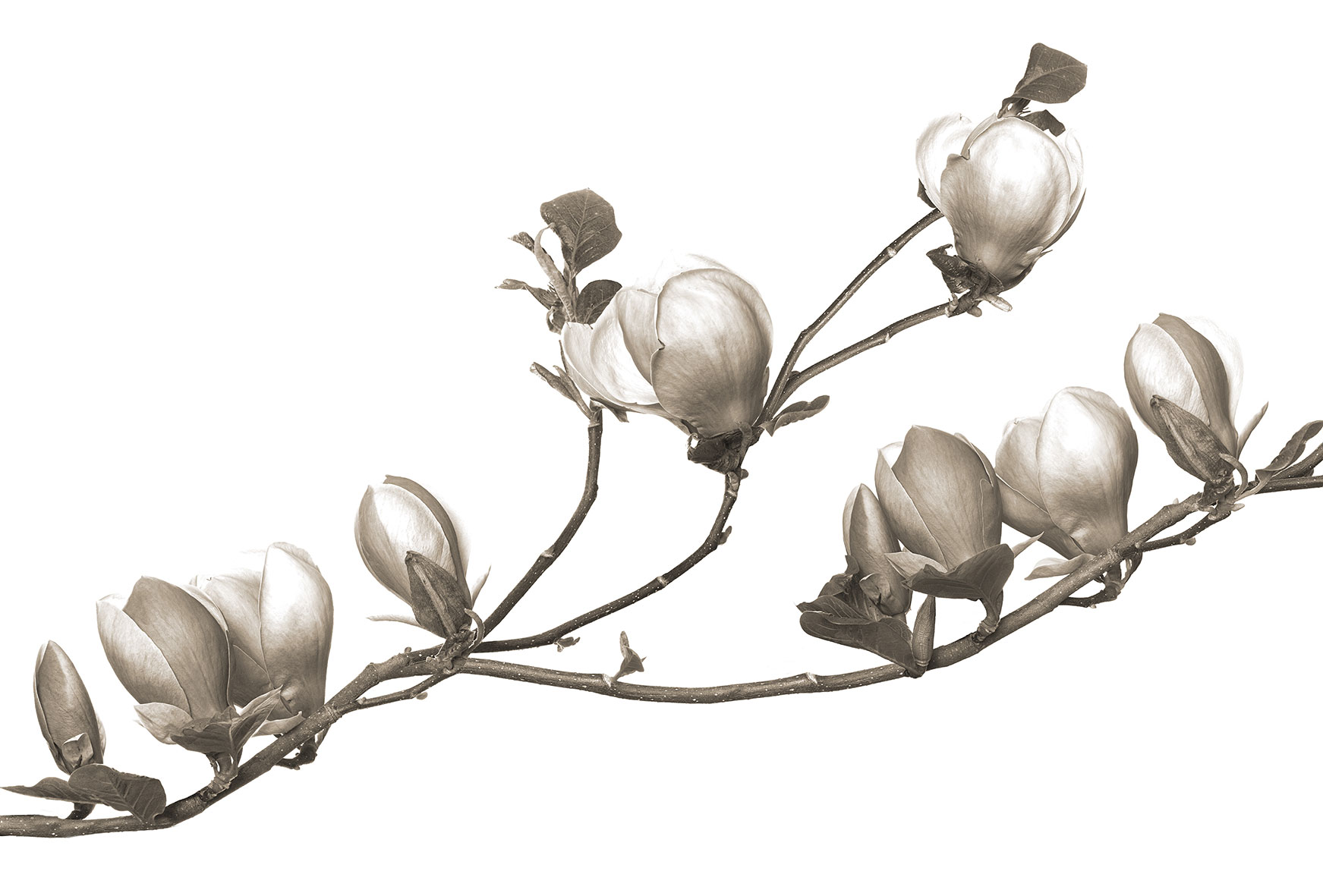 3d Textures for 3ds Max and other software - Glamora-Soulange-GL4042A