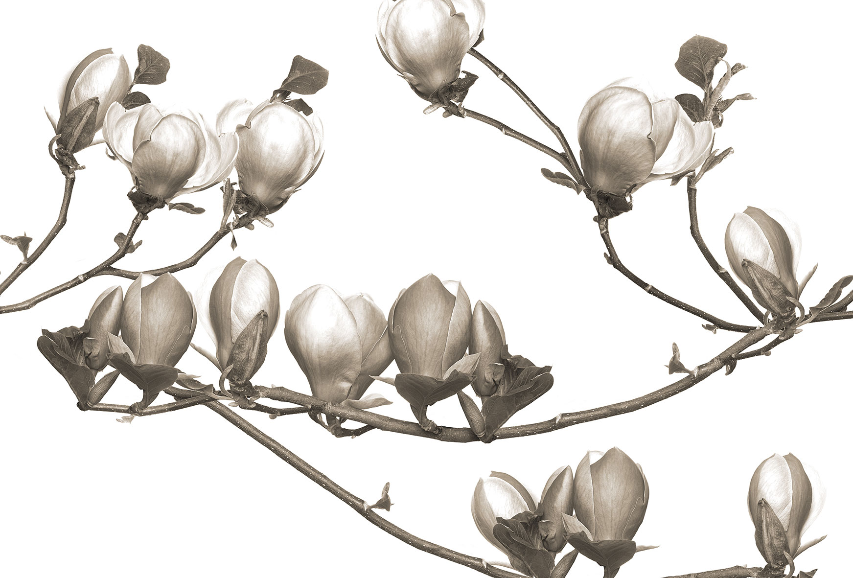 3d Textures for 3ds Max and other software - Glamora-Soulange-GL4042B