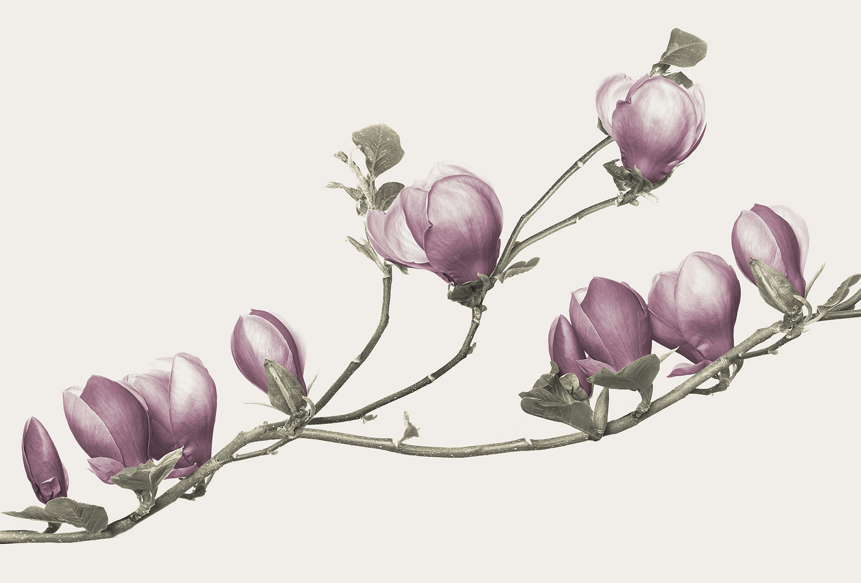 3d Textures for 3ds Max and other software - Glamora-Soulange-GL4043A