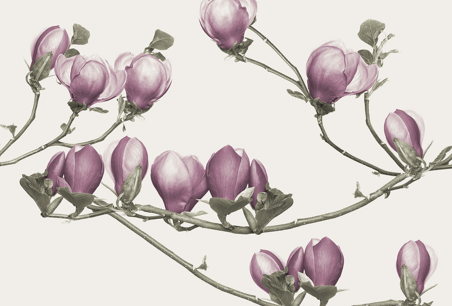 3d Textures for 3ds Max and other software - Glamora-Soulange-GL4043B