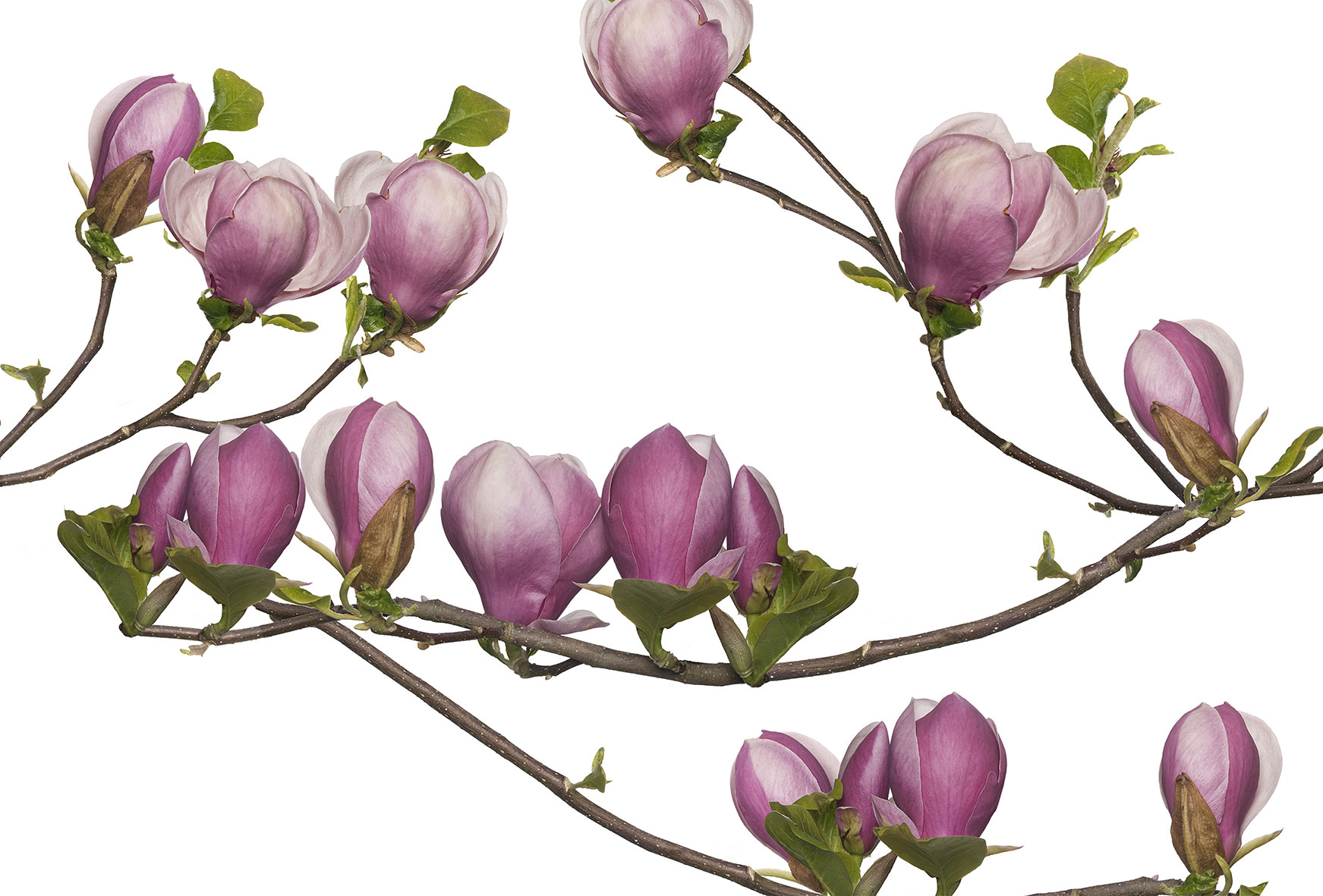 3d Textures for 3ds Max and other software - Glamora-Soulange-GL4044B