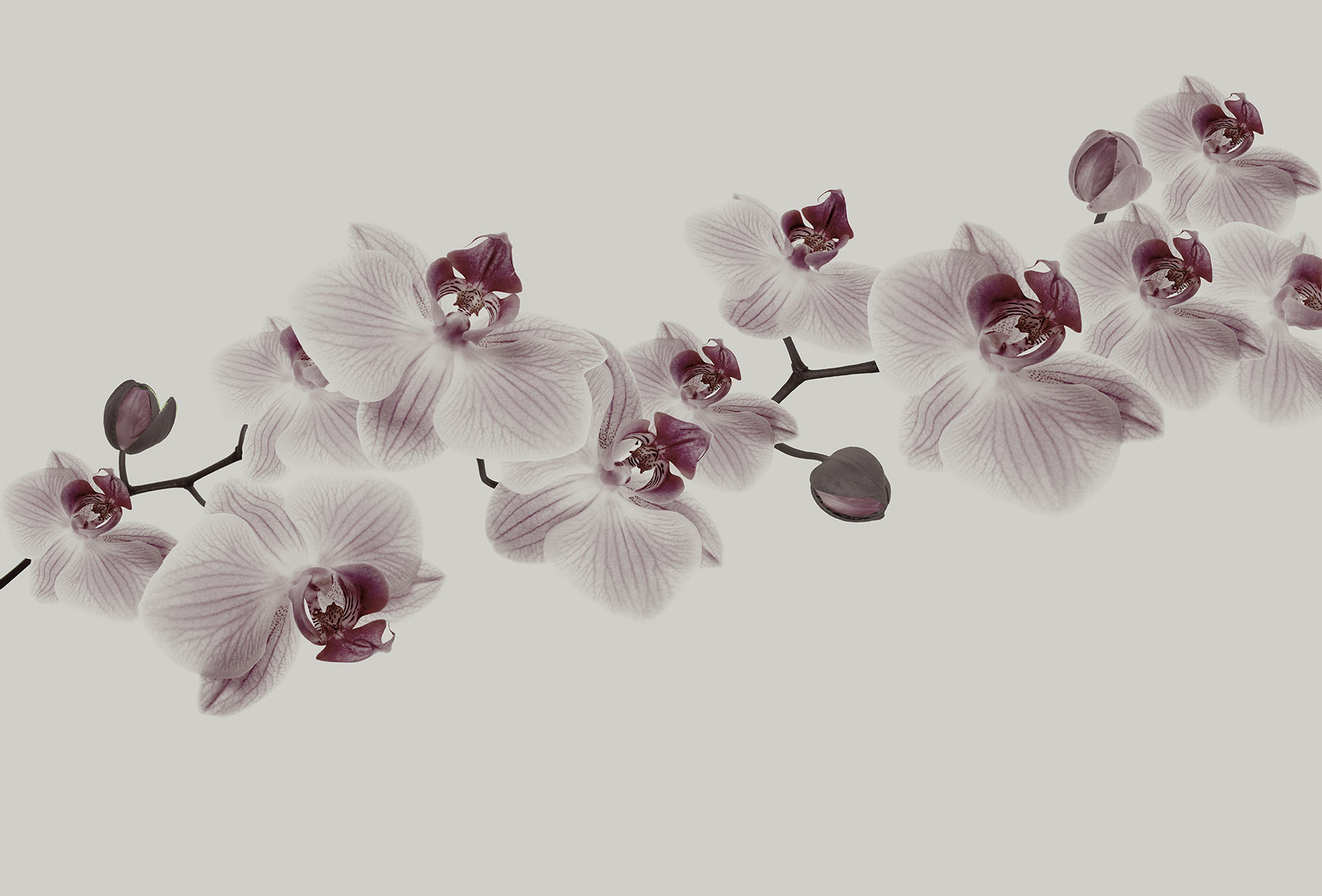 3d Textures for 3ds Max and other software - Glamora-Glitter Diva-GL4083A