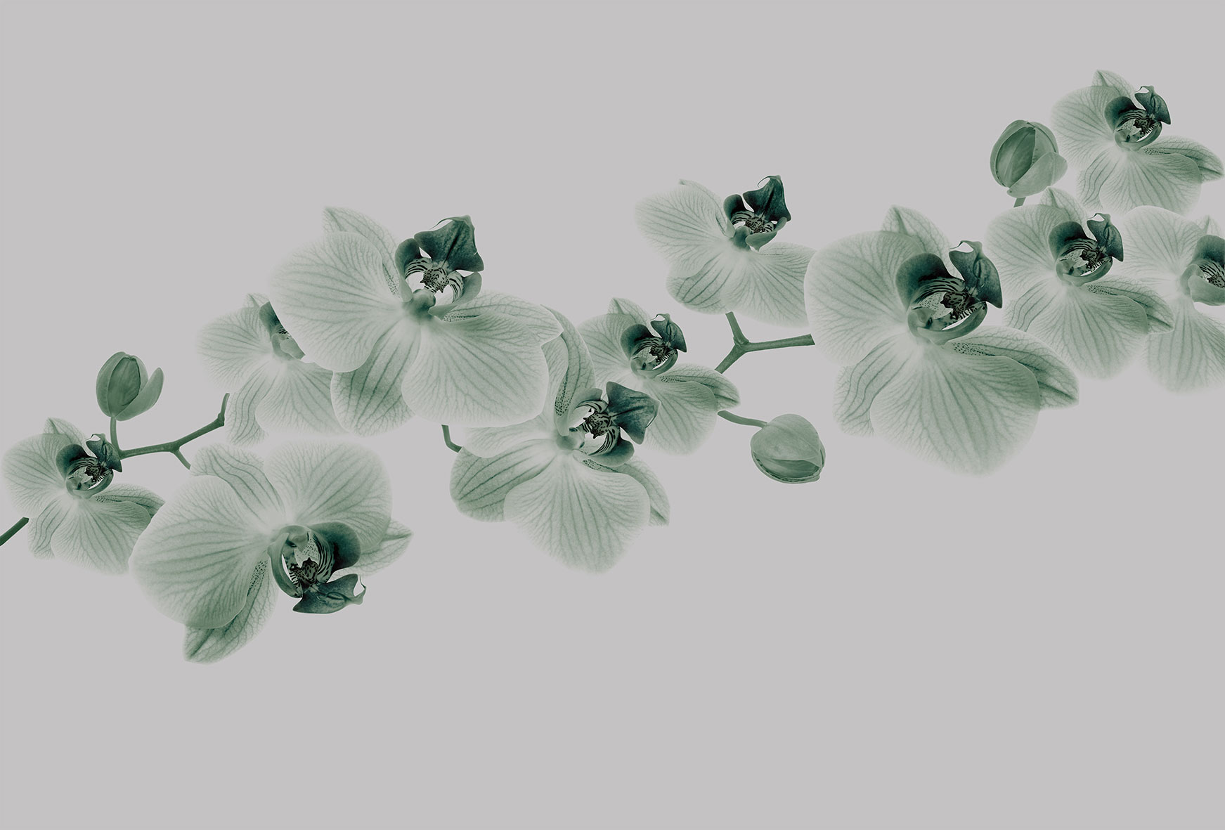 3d Textures for 3ds Max and other software - Glamora-Glitter Diva-GL4084A