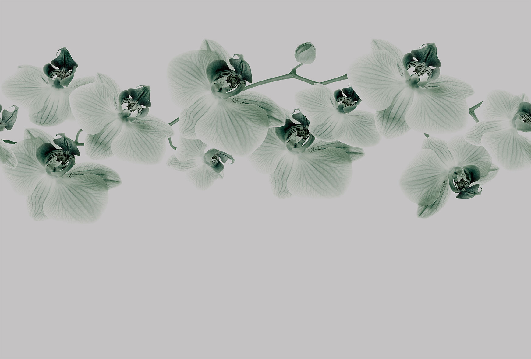 3d Textures for 3ds Max and other software - Glamora-Glitter Diva-GL4084B