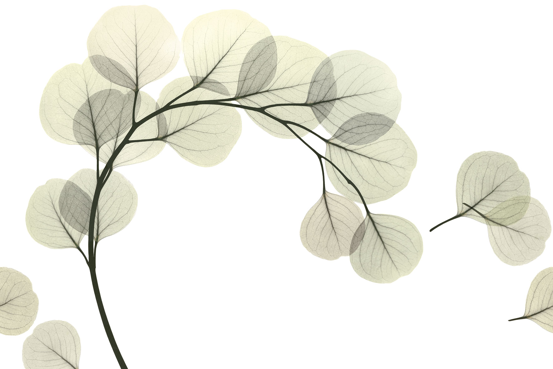 3d Textures for 3ds Max and other software - Glamora-Light Breeze-GL6081A