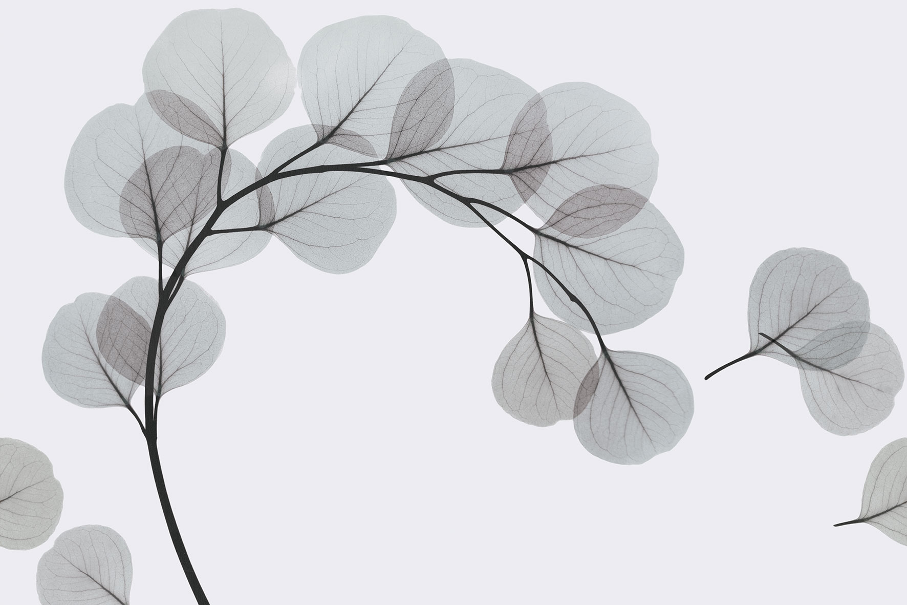3d Textures for 3ds Max and other software - Glamora-Light Breeze-GL6082A