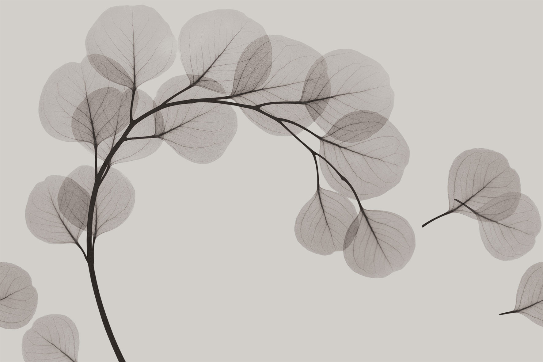 3d Textures for 3ds Max and other software - Glamora-Light Breeze-GL6084A