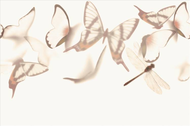 Download 3D Textures Flutterby