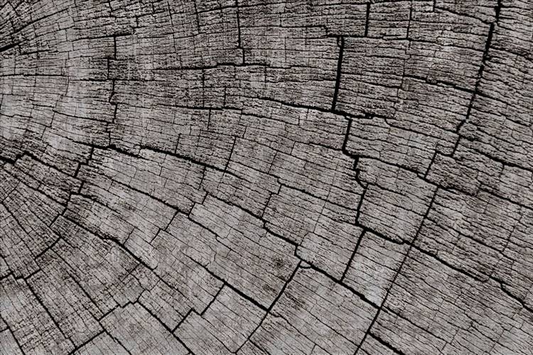 Download 3D Textures Mantis