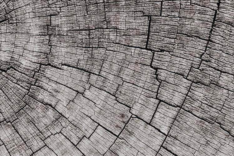 Download 3D Textures Mantis