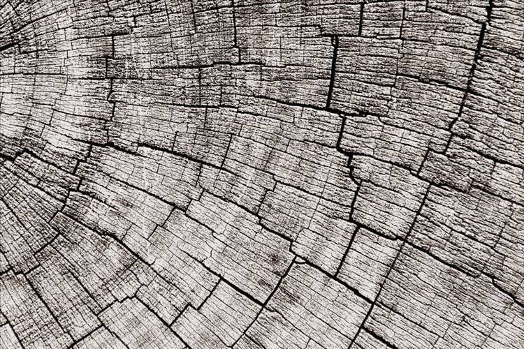 Download 3D Textures Mantis