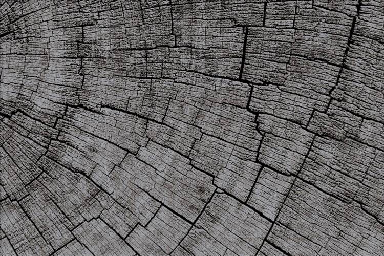 Download 3D Textures Mantis