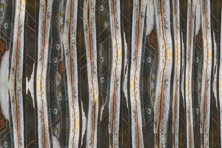 Download 3D Textures Ant