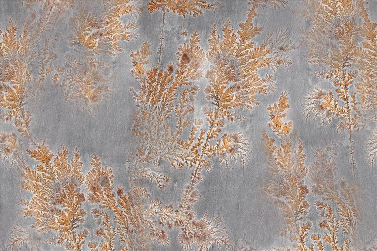 Download 3D Textures Octocorallia