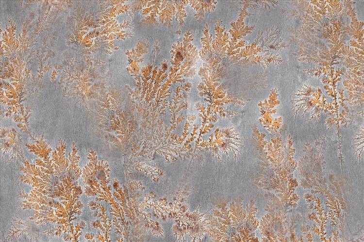 Download 3D Textures Octocorallia
