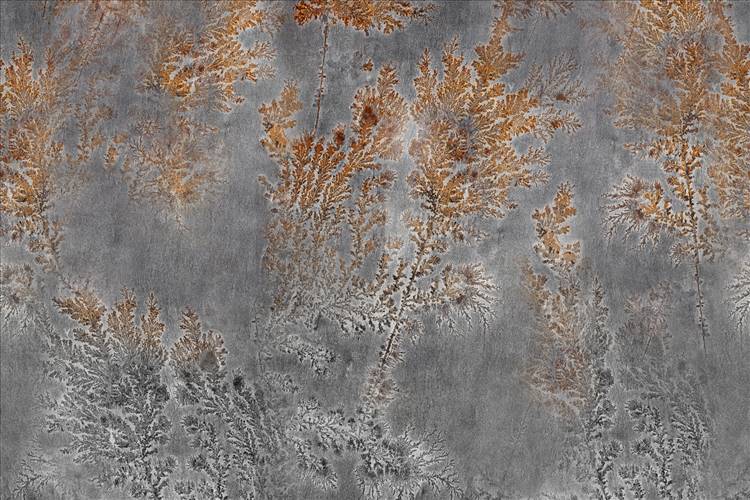 Download 3D Textures Octocorallia