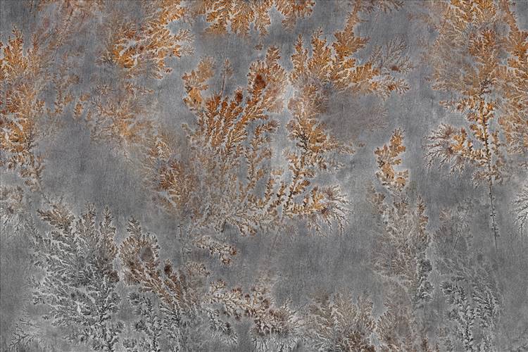 Download 3D Textures Octocorallia