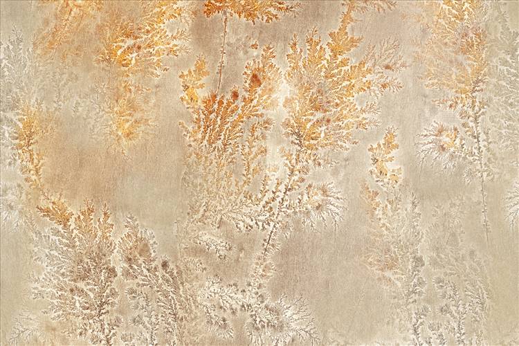 Download 3D Textures Octocorallia
