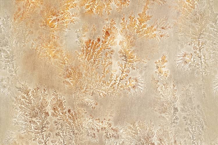 Download 3D Textures Octocorallia