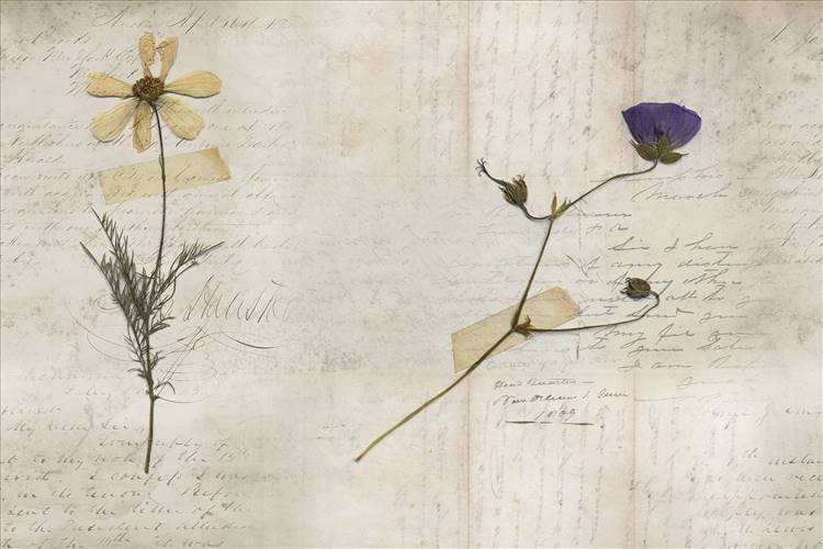 Download 3D Textures Still Life