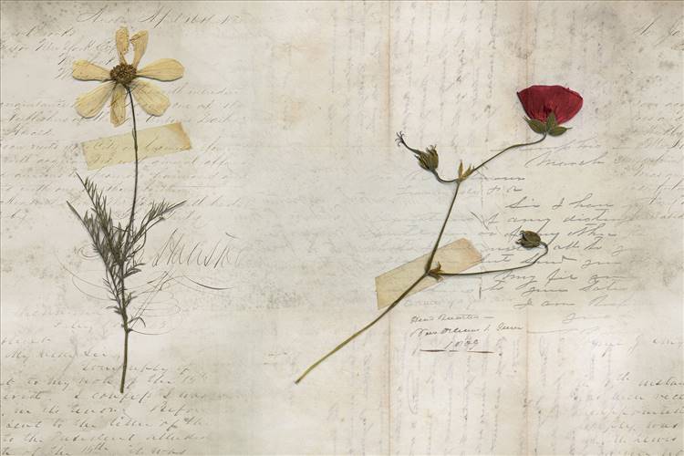 Download 3D Textures Still Life