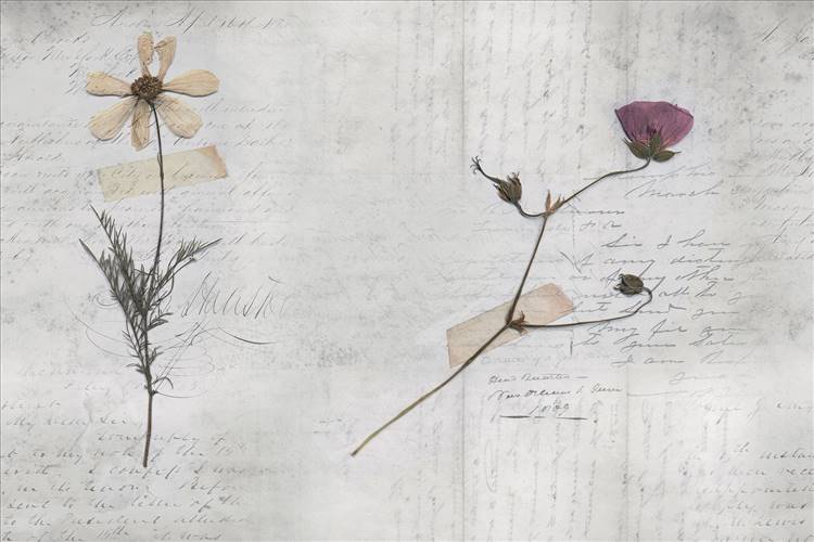 Download 3D Textures Still Life